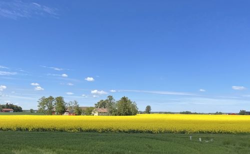 Scenic view of field against blue sky