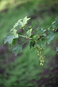 Close-up of green leaves on plant