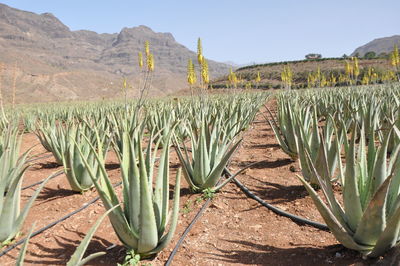 Plants growing on field against sky