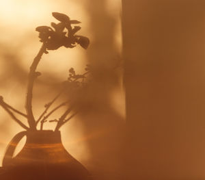 Close-up of silhouette potted plant on table at home