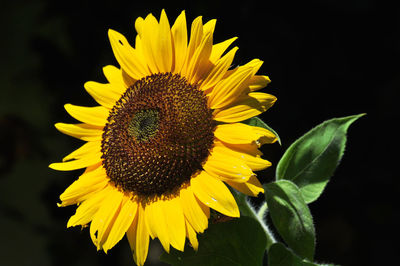 Close-up of sunflower