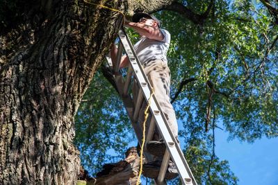 Working man on a ladder against a big tree with a broken dead branch