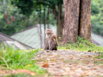 Monkey sitting on land in forest