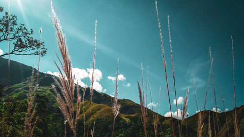 Low angle view of plants against sky