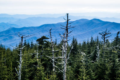 Pine trees in forest against sky