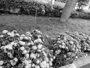 High angle view of plants growing in park