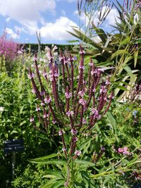 Close-up of pink flowers