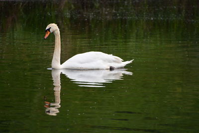Swan floating on lake