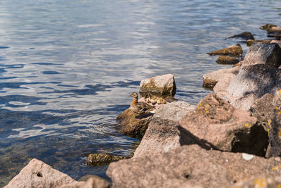 High angle view of rocks at beach