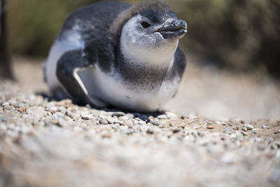 Close-up of a bird on rock