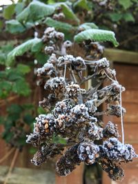 Close-up of wilted plant