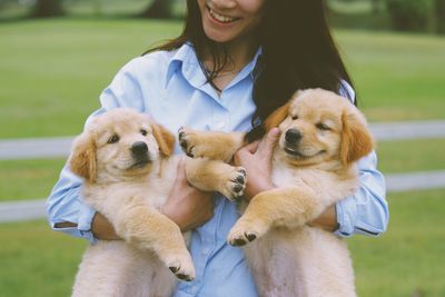 Midsection of woman holding golden retriever puppies
