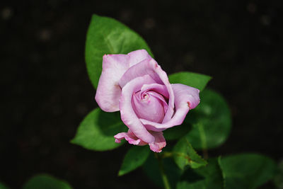 Close-up of pink rose blooming outdoors