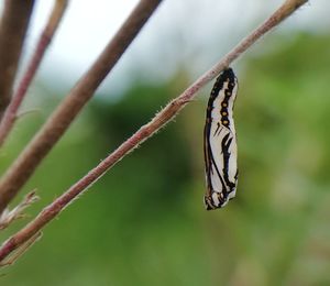 Close-up of butterfly on leaf