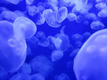 Close-up of jellyfish swimming in sea