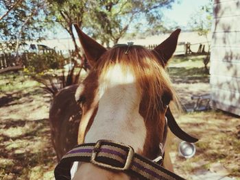 Close-up of horse standing against trees