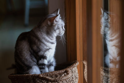 Close-up of cat looking away