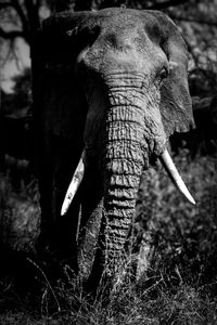 Close-up of elephant on field