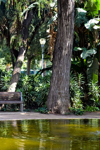 Trees by lake