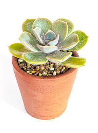 High angle view of succulent plant against white background
