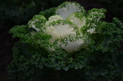 Close-up of white flowering plants