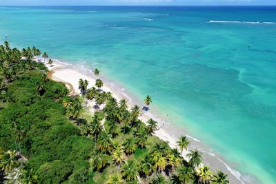 High angle view of sea and trees