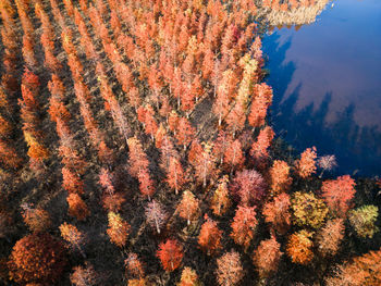 Wetland in autumn colors