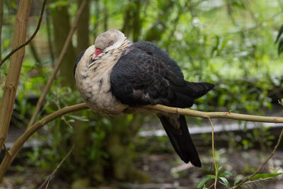 Close-up of bird perching on tree