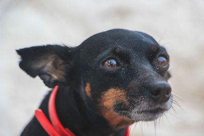 Portrait of black dog