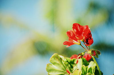 Close-up of red flower