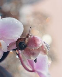 Close-up of water drop on flower