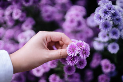 Close-up of hand on purple flowering plant