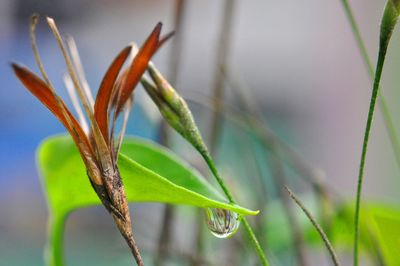 Close-up of plant