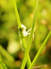 Close-up of housefly on grass