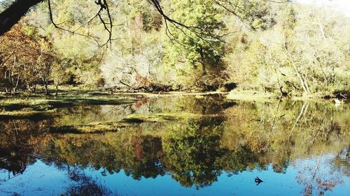 Reflection of trees in water