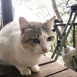 Close-up portrait of a cat