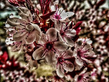 Close-up of pink flowers