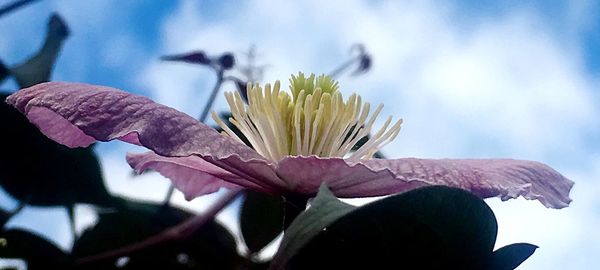 Close-up of flowering plant