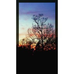 Bare trees against sky at sunset