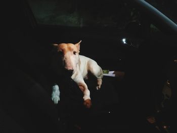 Portrait of dog in car