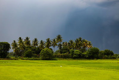 Scenic view of palm trees on field against sky