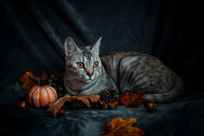 Portrait of cat sitting