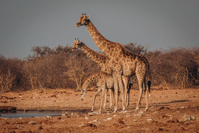 Giraffe standing at lakeshore