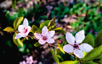 Close-up of pink cherry blossom