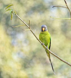 Close-up of parrot perching on branch