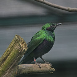 Low angle view of bird perching on branch