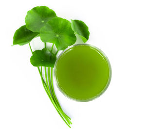 High angle view of green pepper against white background