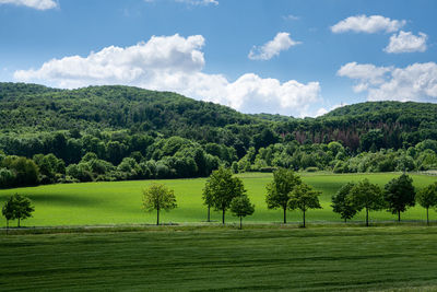 Scenic view of trees on field against sky