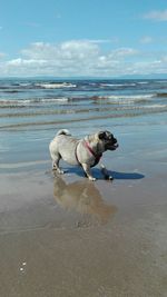 Pug walking on beach