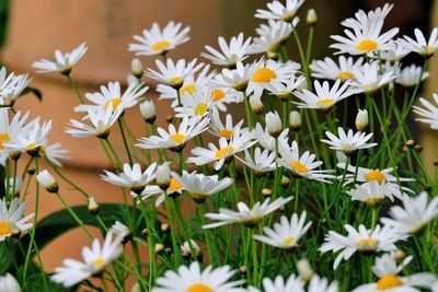 Close-up of white daisy flowers